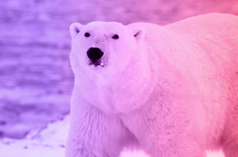 The story of a woman and a hungry polar bear The story of a woman and a hungry polar bear
